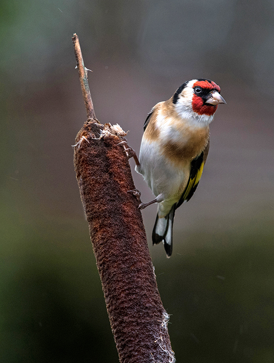 Goldfinch on Bulrash