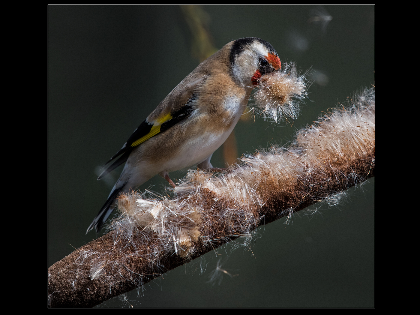 Gold finch collecting nesting material of a bullrush