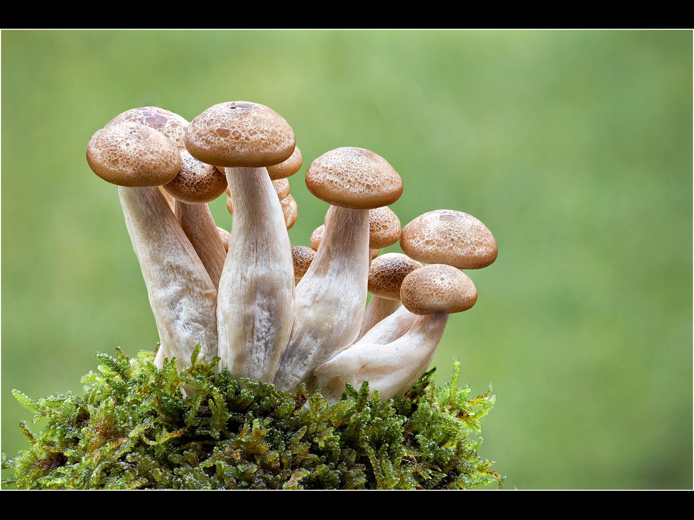 Cultivated Mushrooms on Moss Bed
