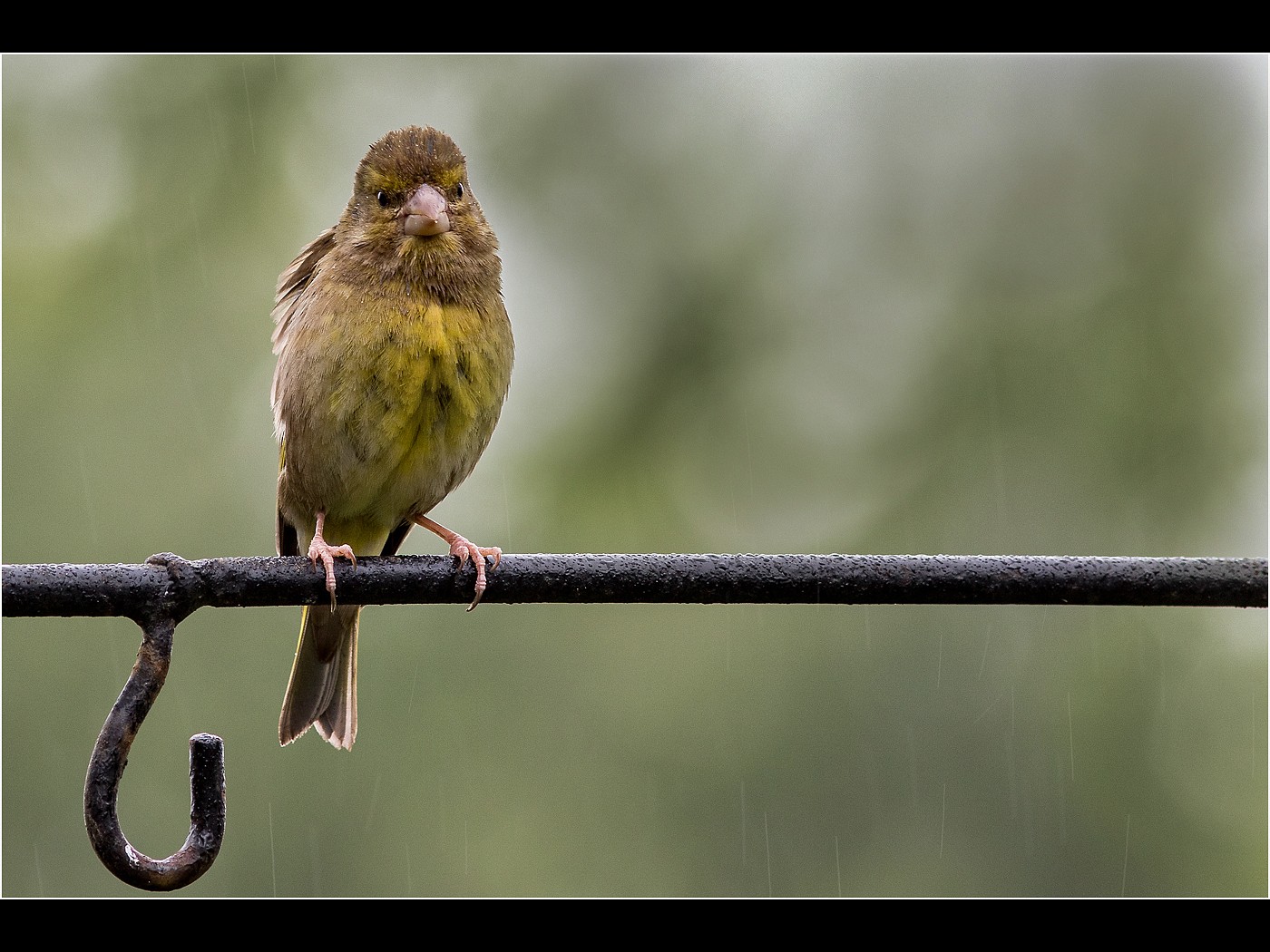 Greenfinch in the Rain
