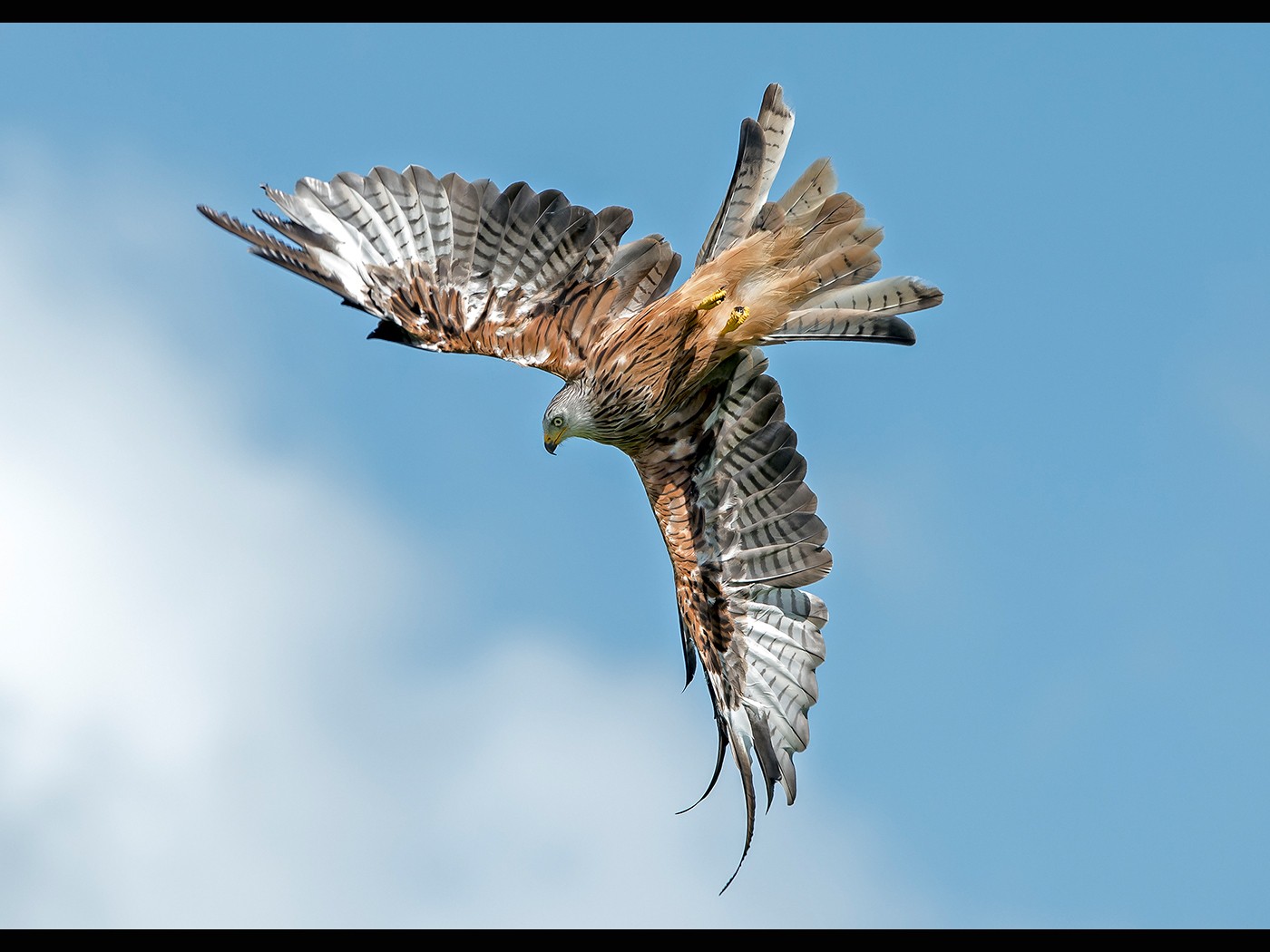 Red Kite Rolling into the Dive