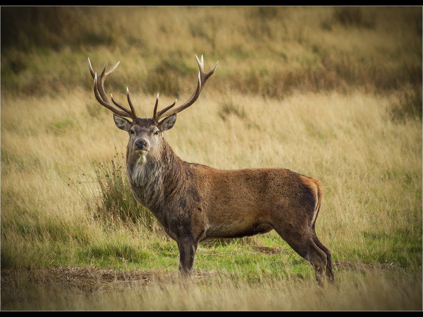 Highland_Red_Stag