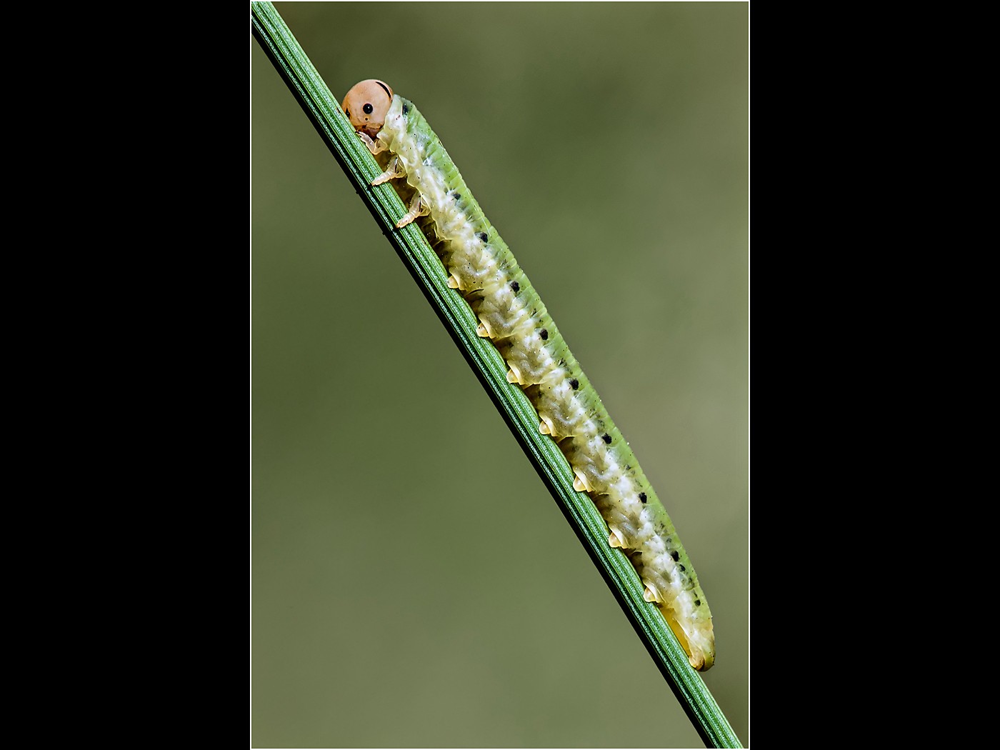 Sawfly Larvae on a Stem of Grass