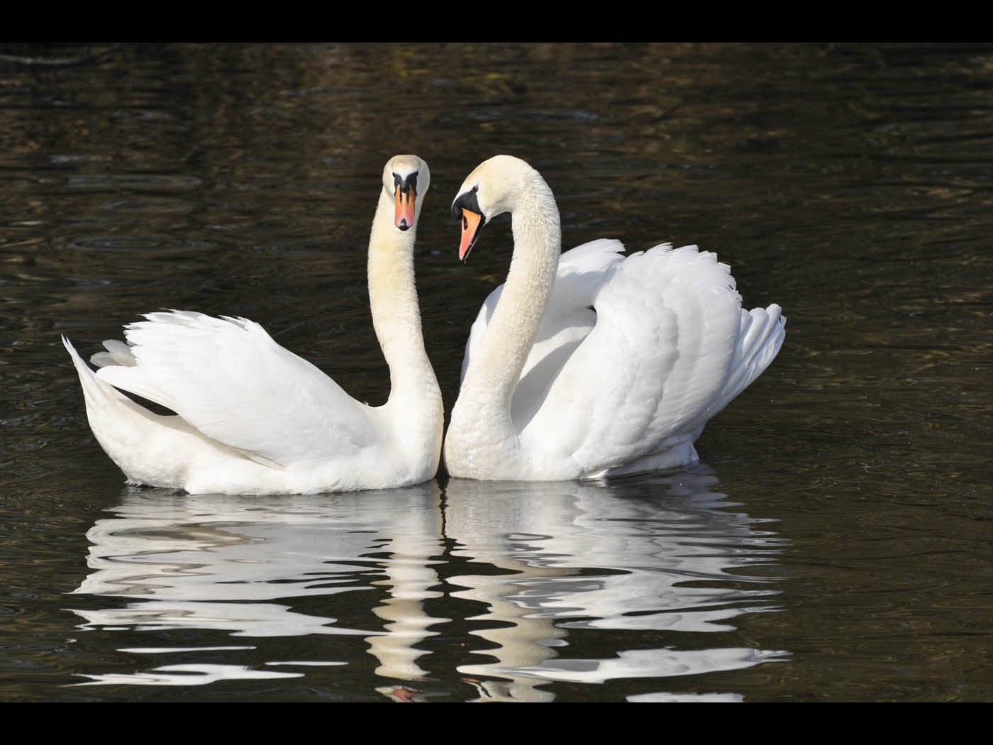 Pairing Swans