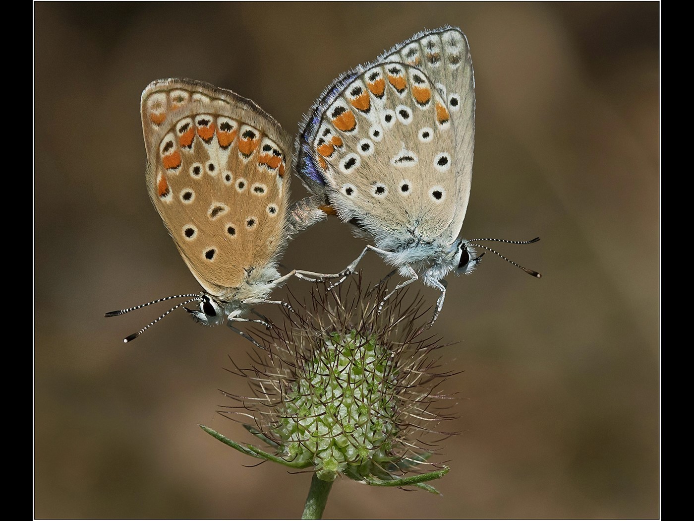 Common Blue Butterflies - Mating