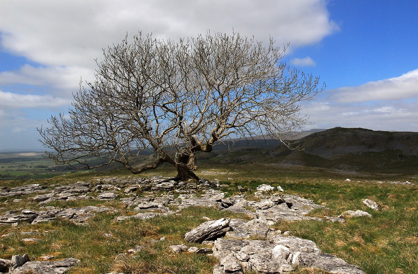 Lone Tree on Limestone