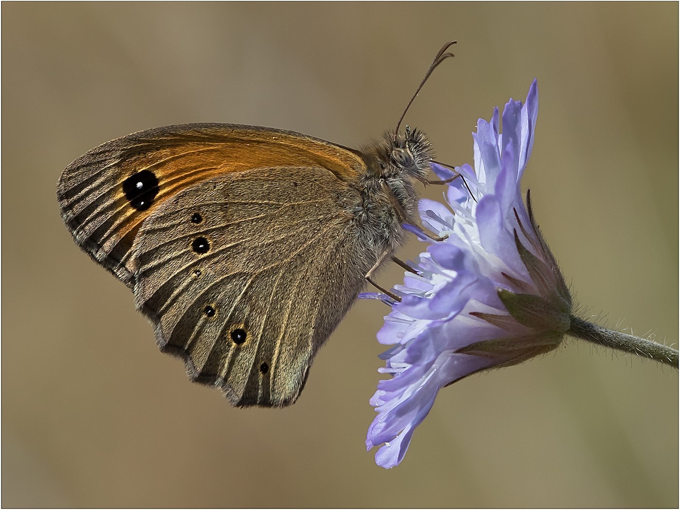 Gatekeeper Butterfly on Scabious
