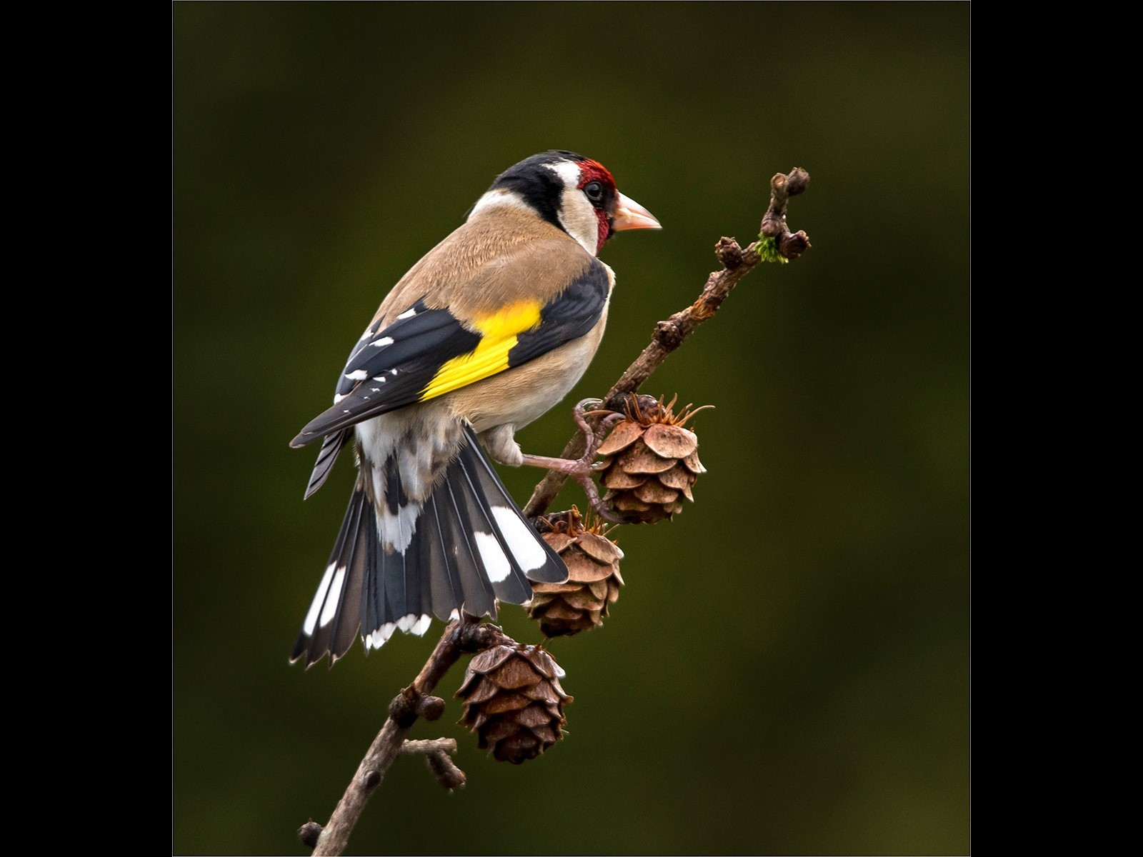 Goldfinch on a pinecone twig