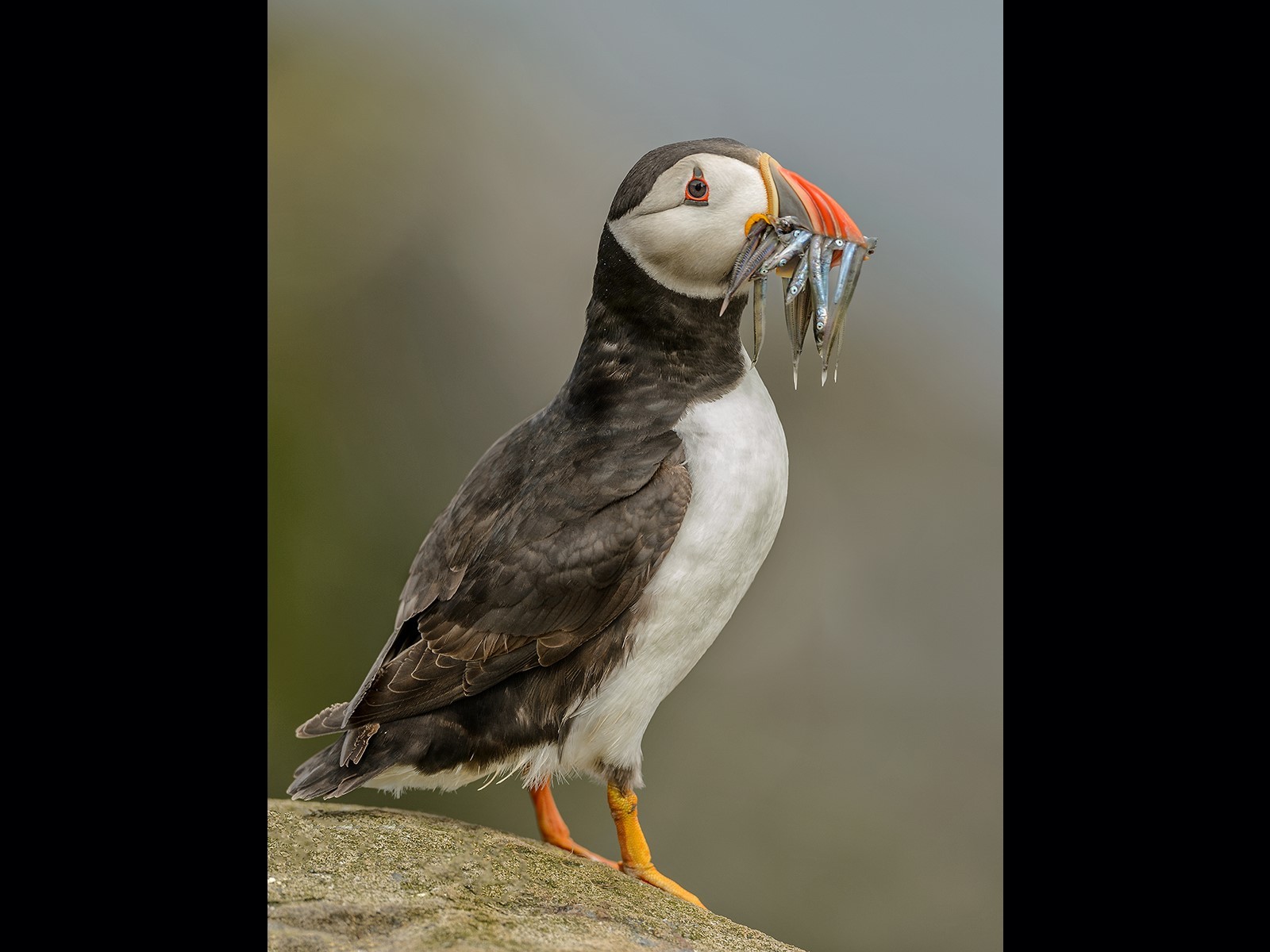 Puffin with Sandeels