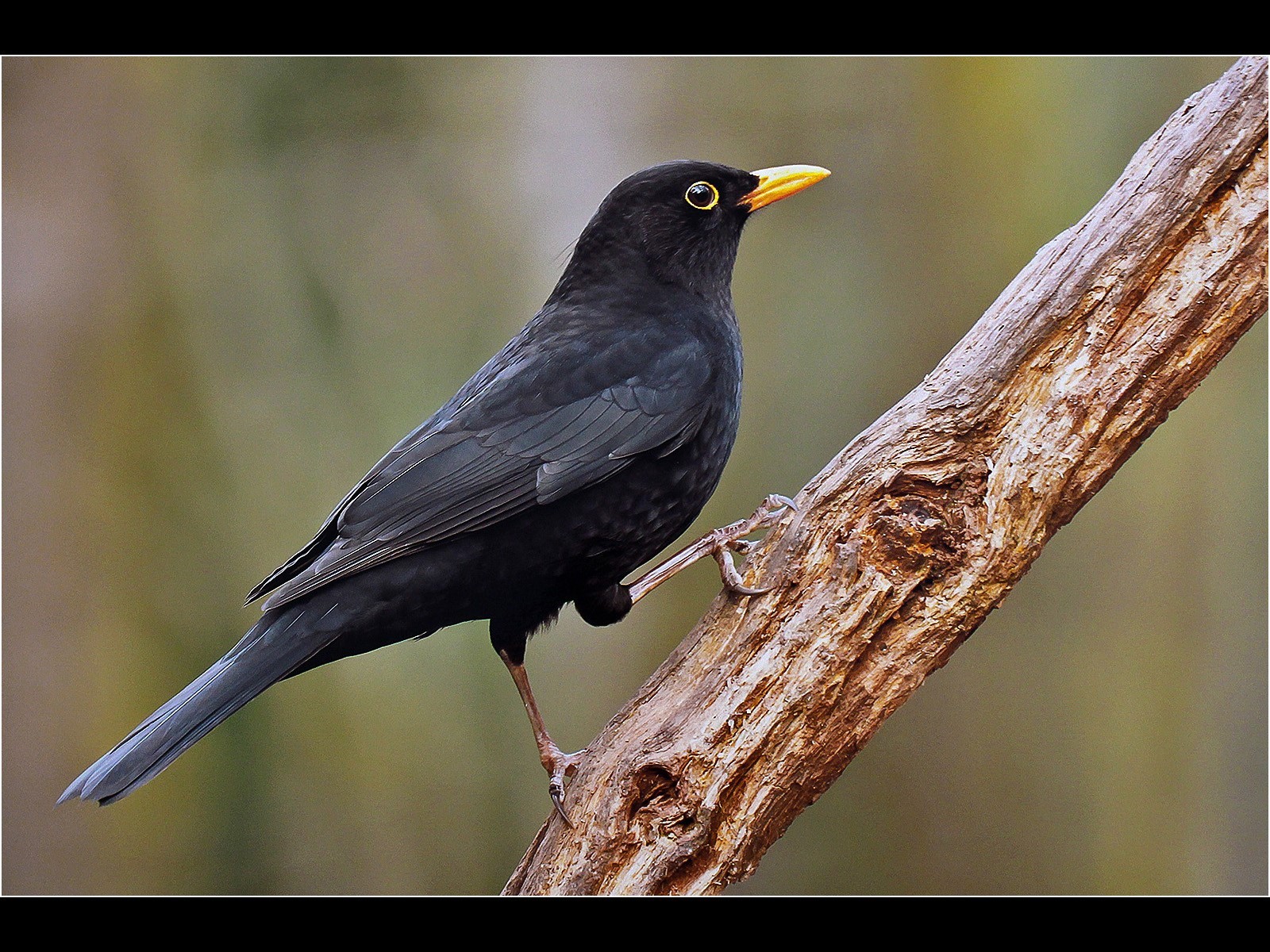 Male Blackbird 