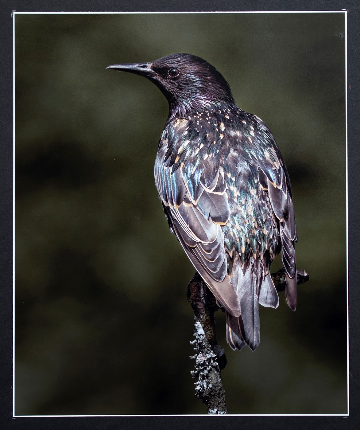 Colour and Feather Detail of a Starling-2