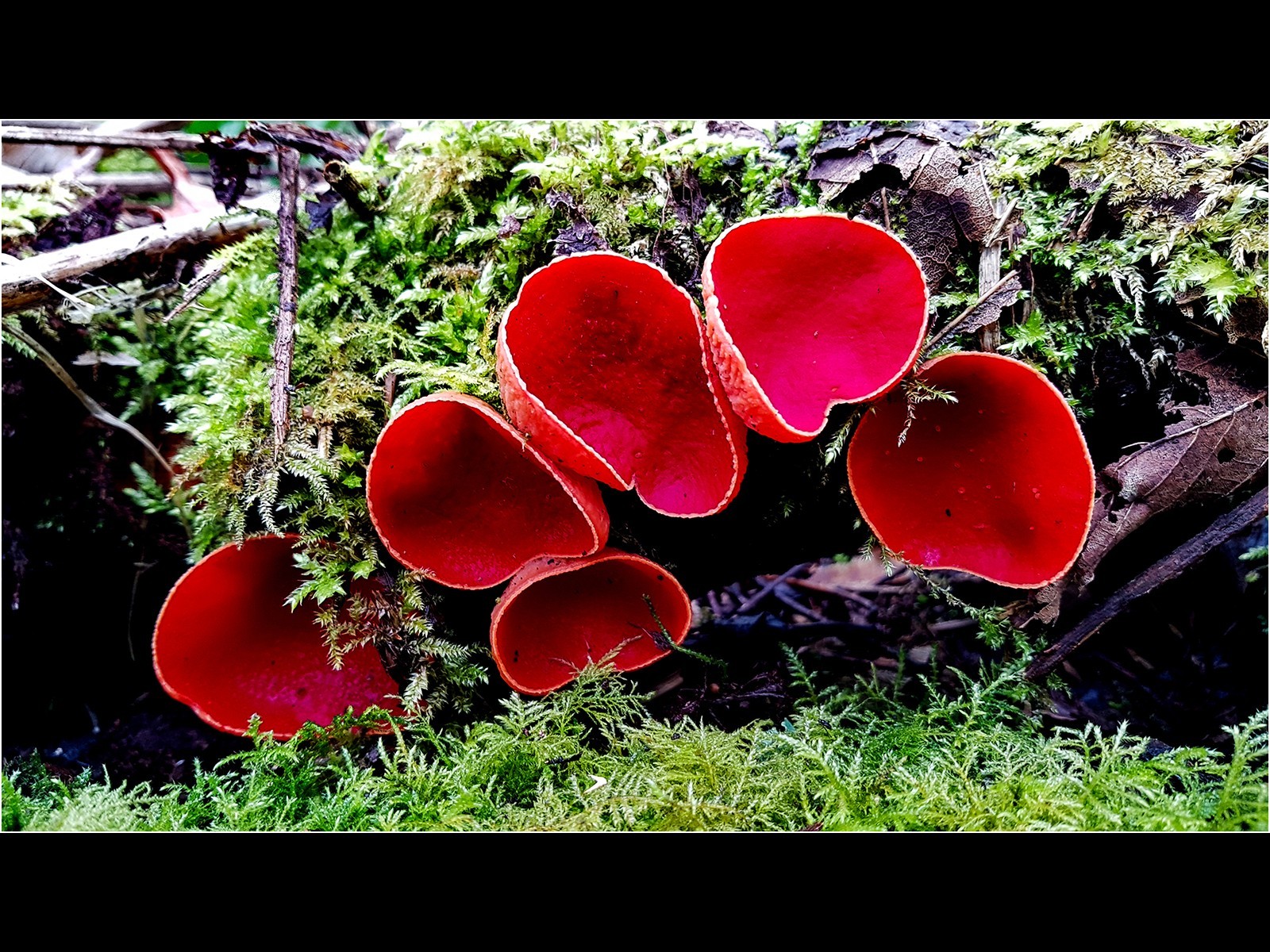Safron Elf Cup Fungi