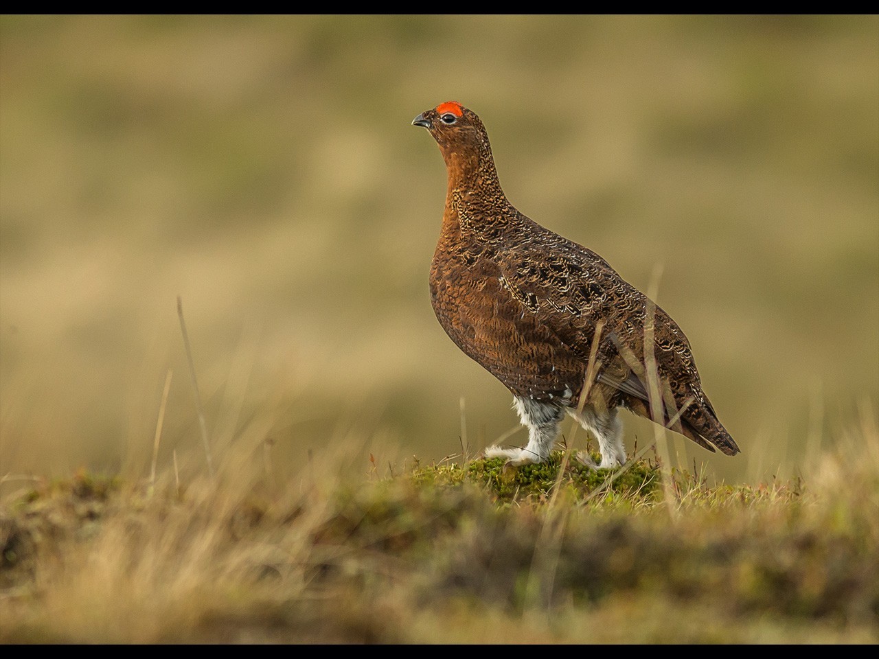 red grouse 