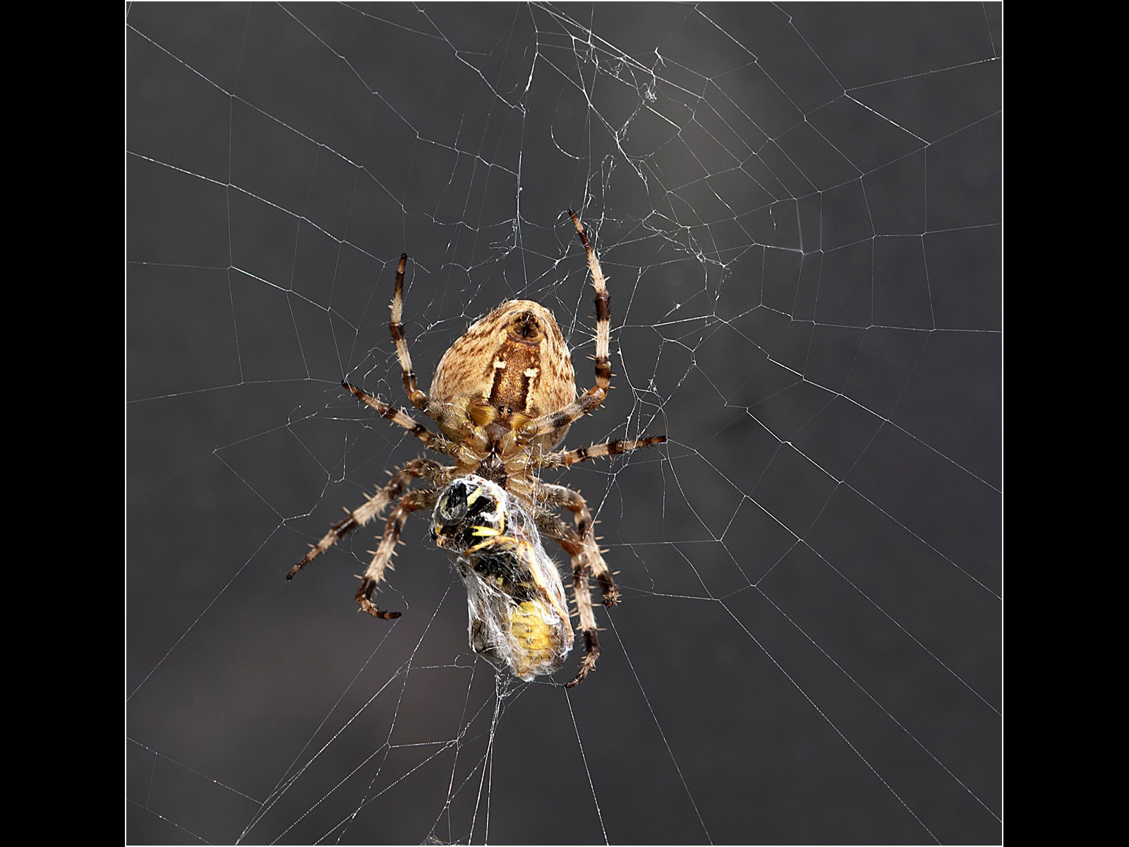 Orb Weaver Spider with Wasp Prey