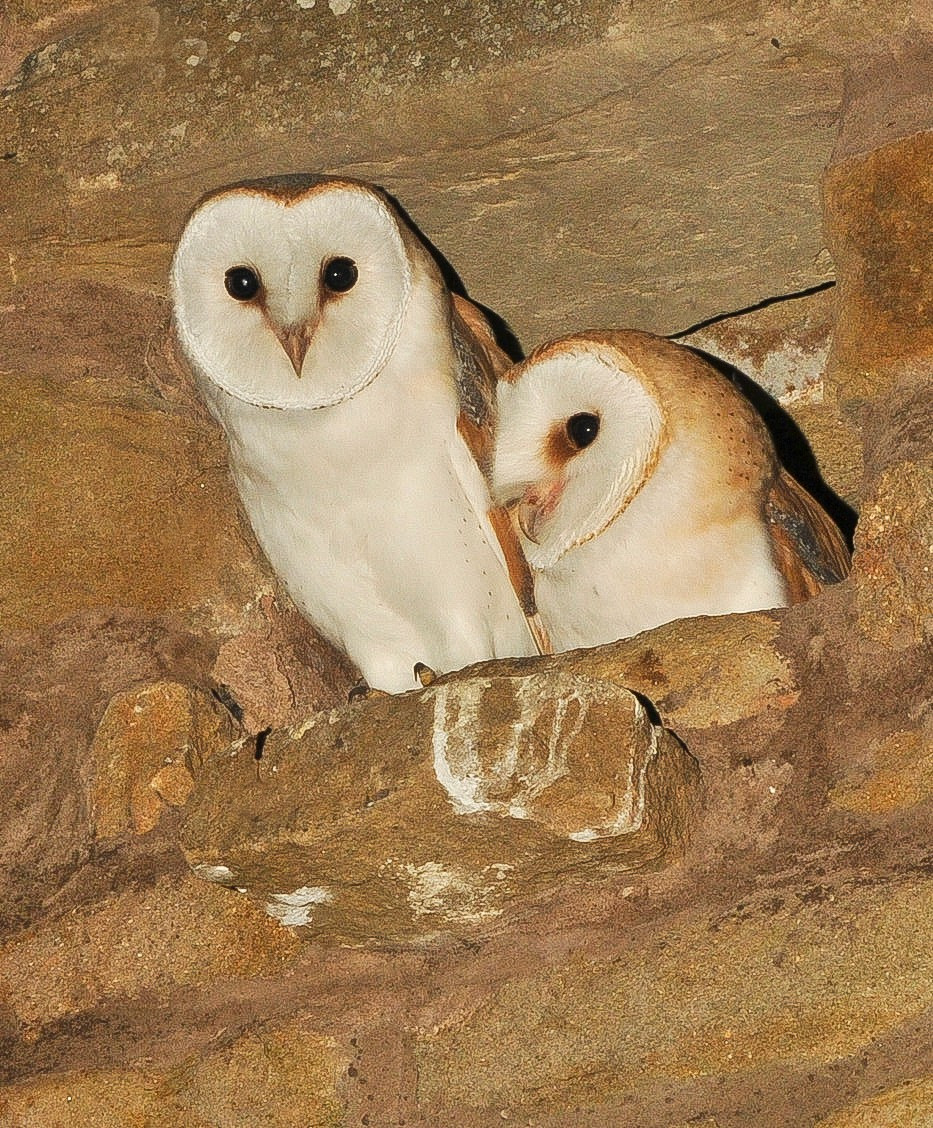 Juvenille Barn Owl