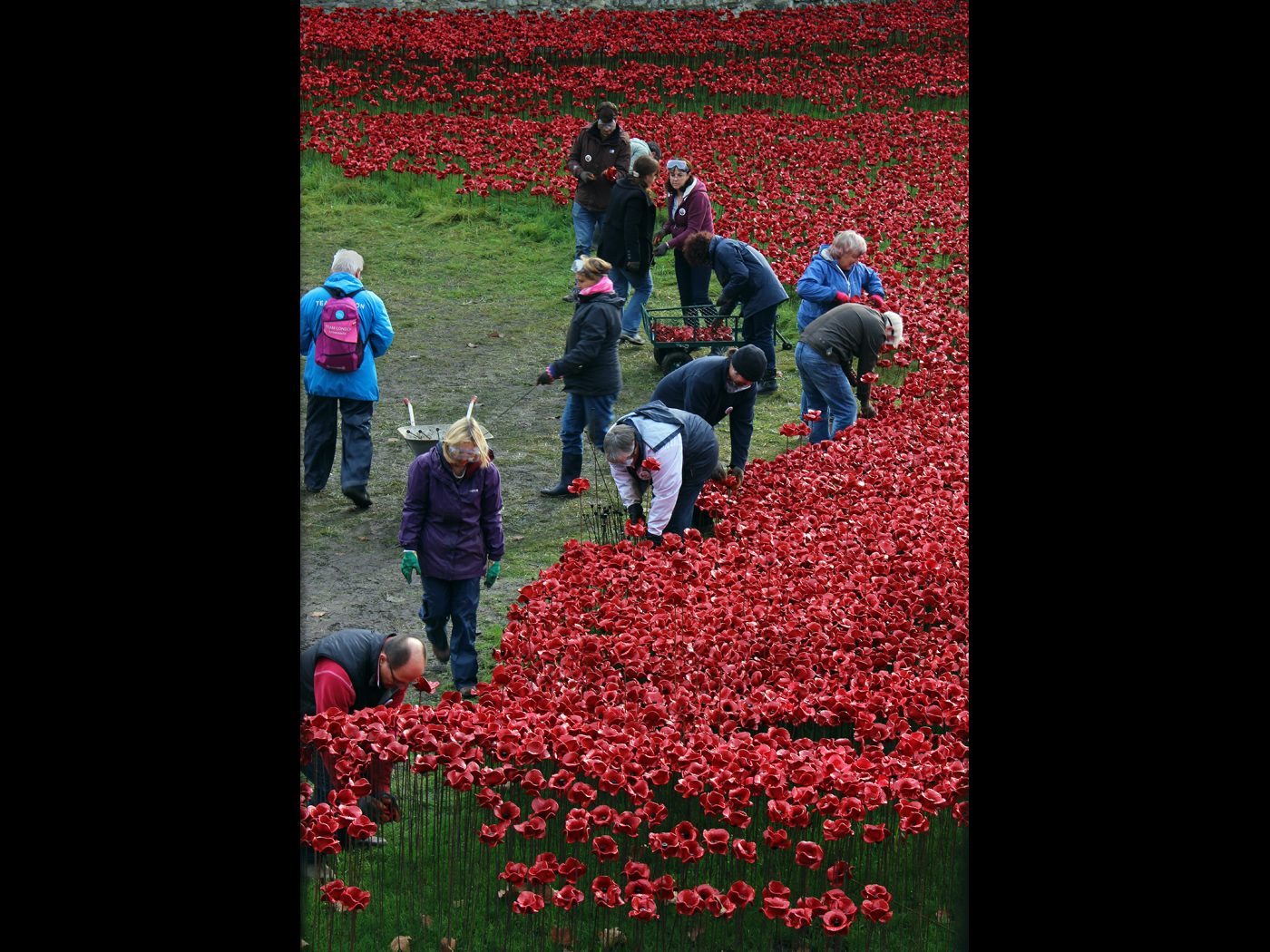 Dismantling The Display of Remembrance Poppies Tower of London jpg