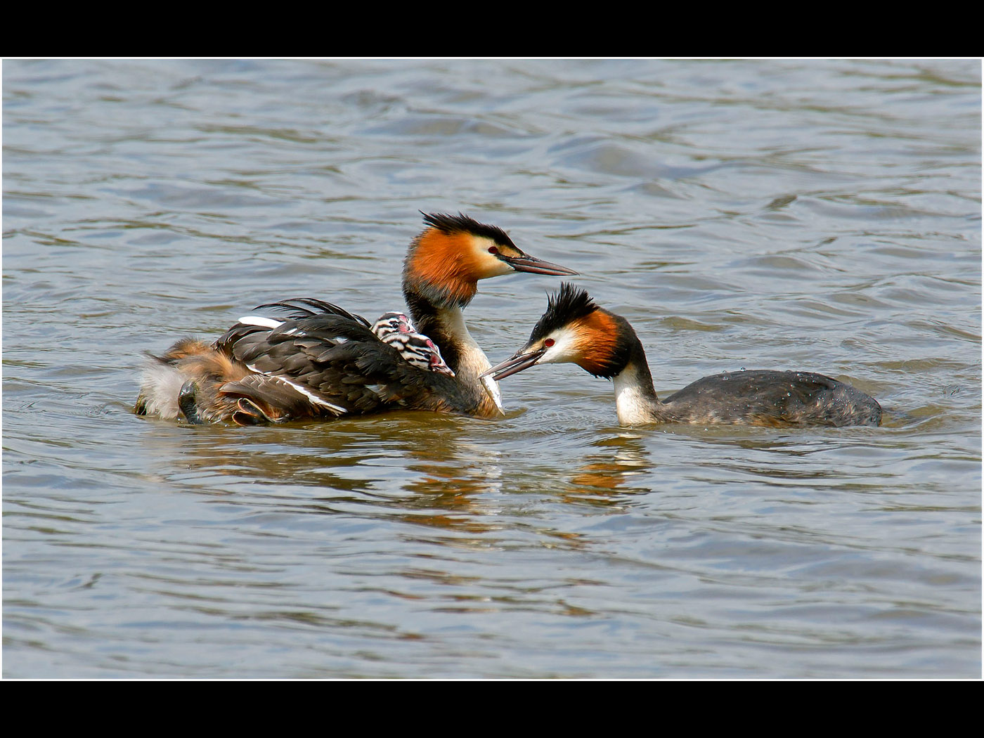 Great Crested Grebe with Young