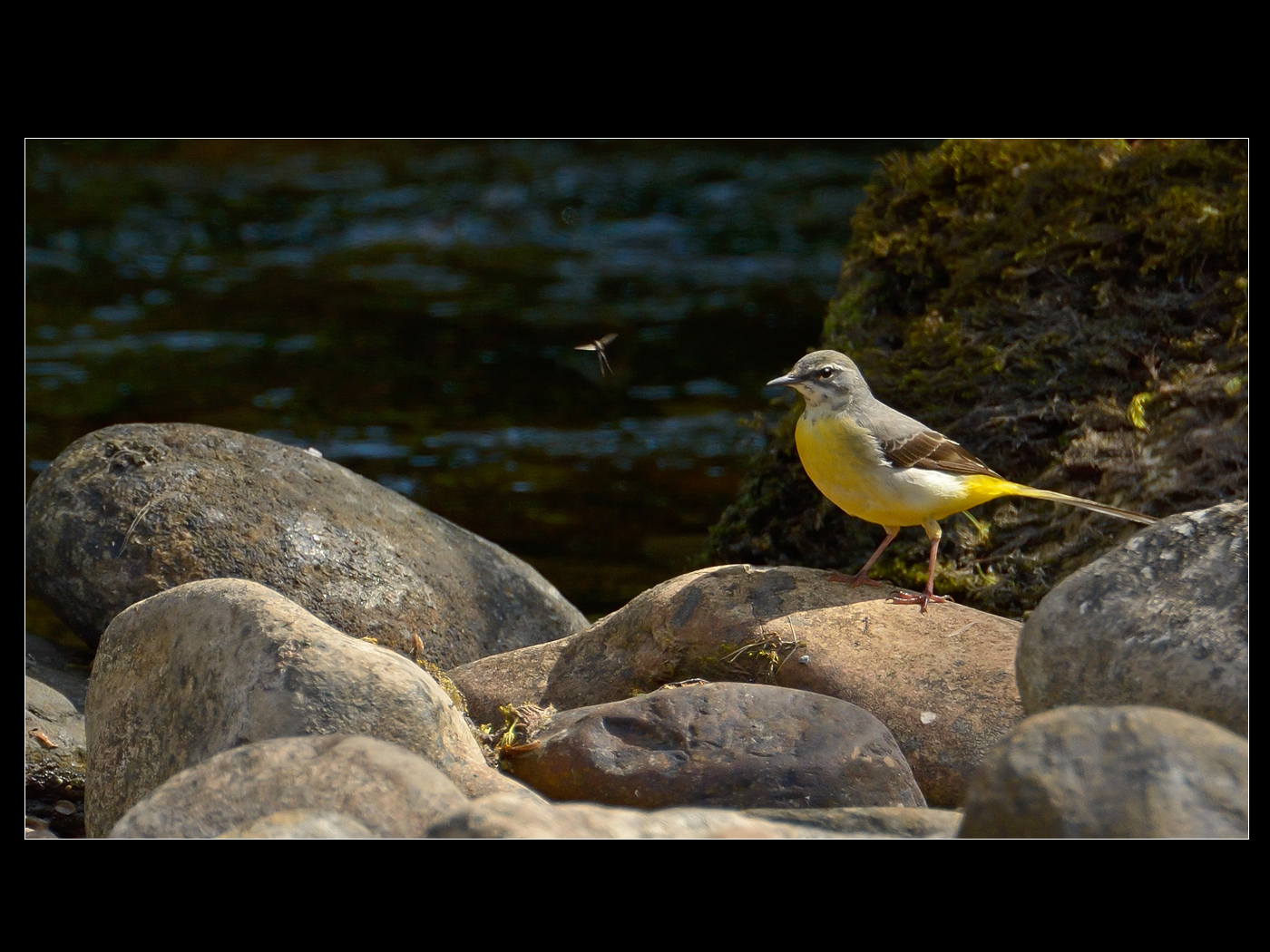 Grey Wagtail with Mayfly