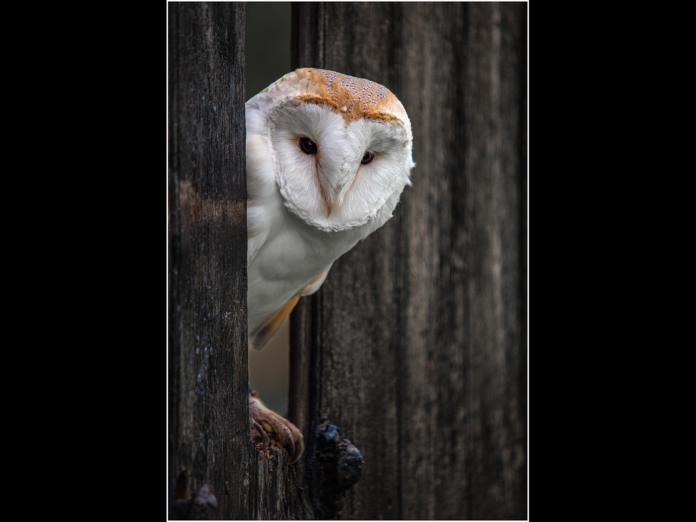 Barn Owl Peeping out of the Barn