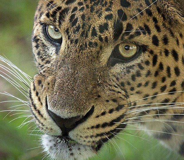 Leopard - Panthera Pardus 