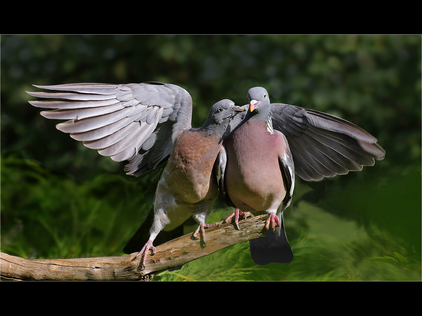 Wood Pigeons in Courting Mood