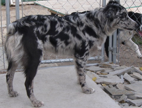 working Australian Shepherd dogs 