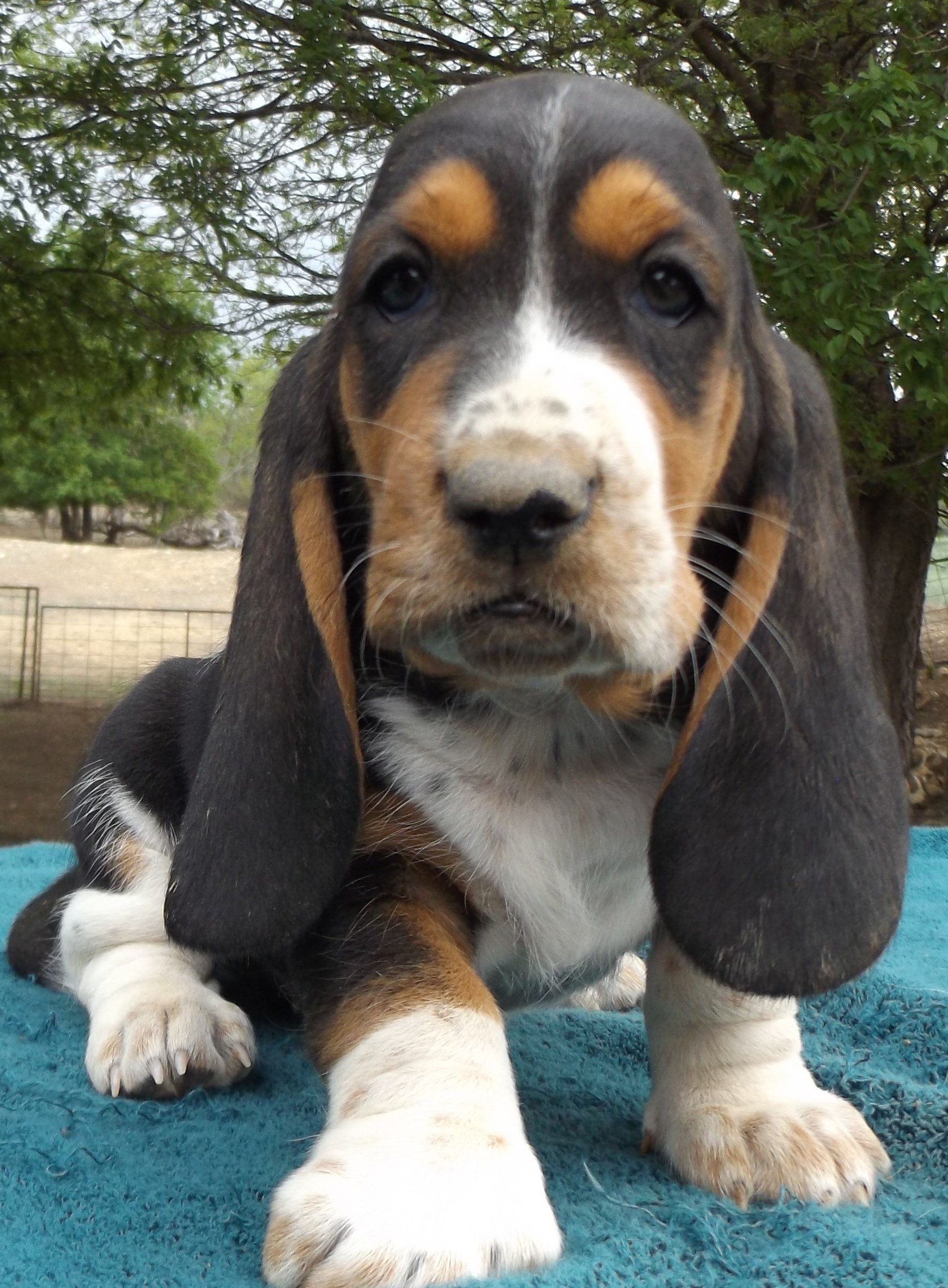 Home [wolfcreekbassethounds.com]