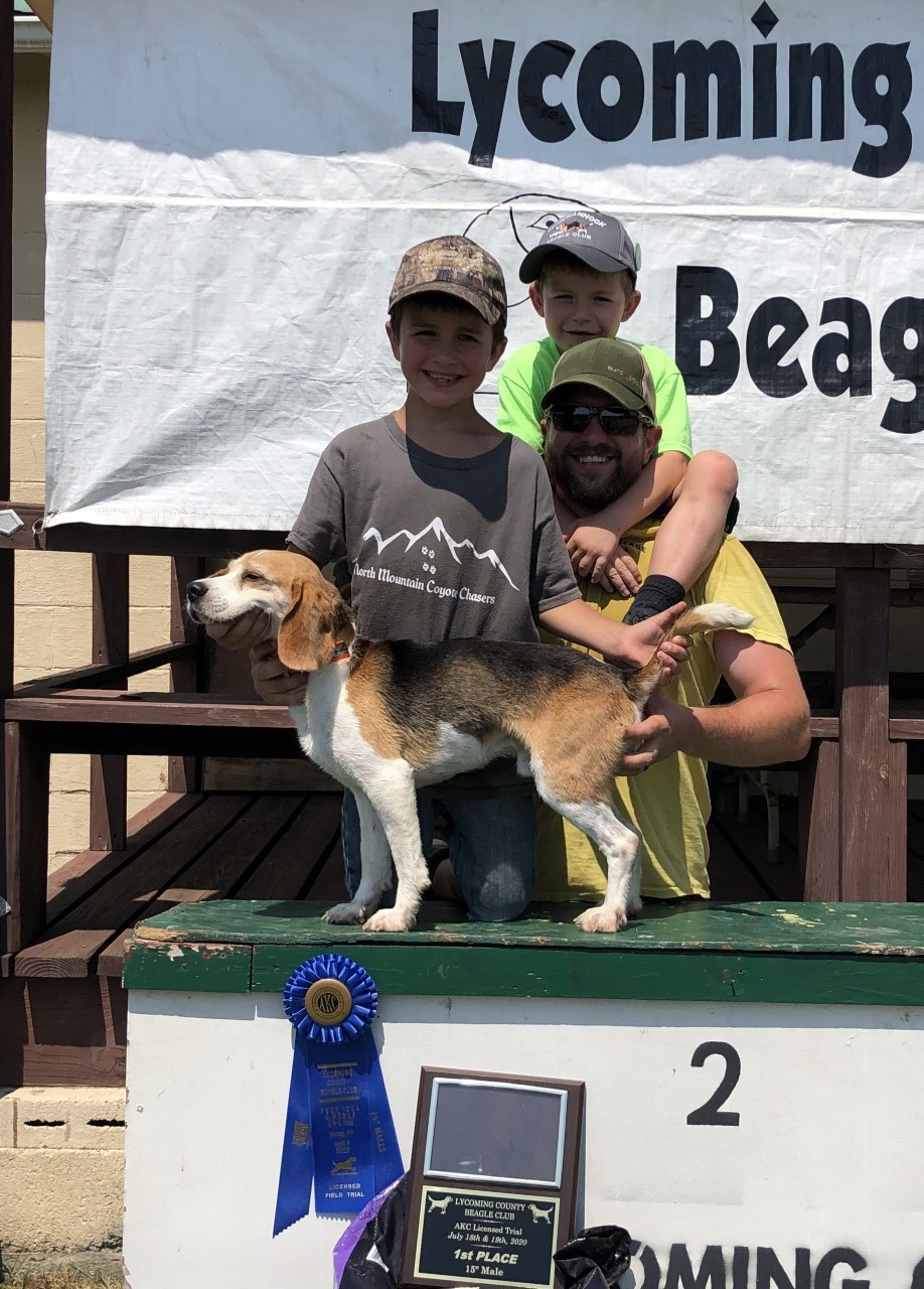 akc beagle field trial points