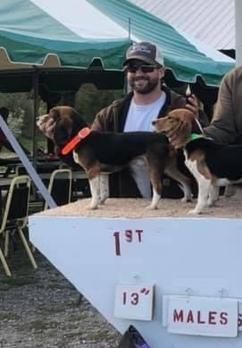 akc beagle field trial points