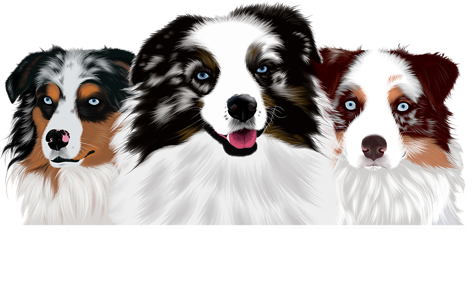 australian shepherd panel testing