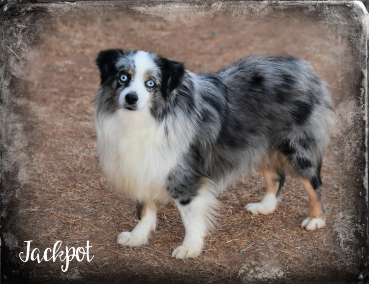 Bi blue australian outlet shepherd