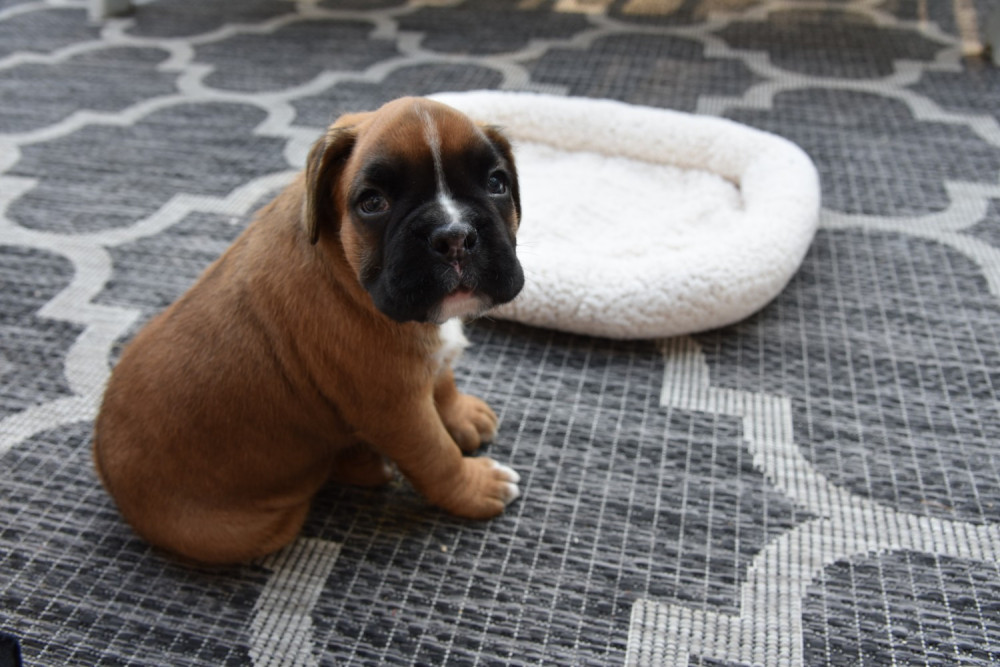 miniature boxer puppies for sale in pa