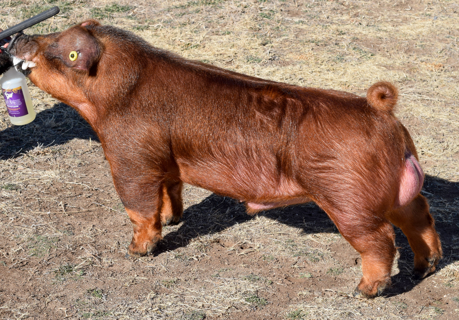 Chad Hill Durocs Boar Page