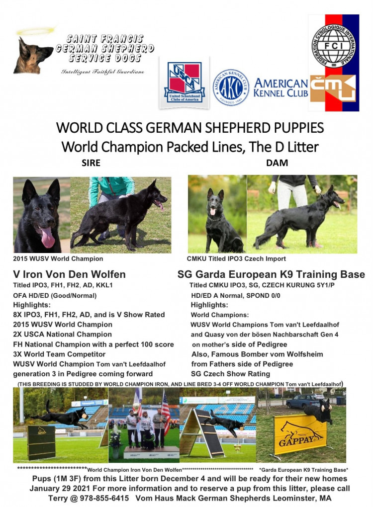 German best sale shepherd whelping