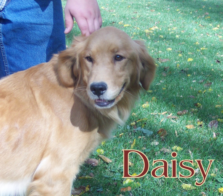 daisy2.jpg