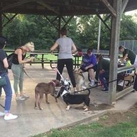 Canine online group classes