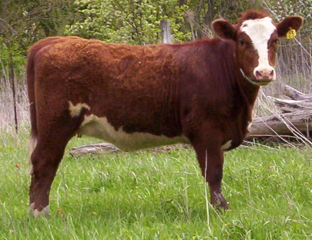 calves newport shorthorns valley