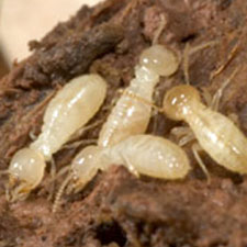 Termite Treatment Image