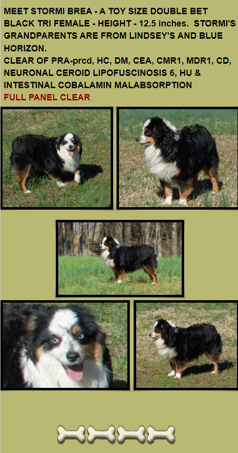 Blue Horizon toy australian shepherds