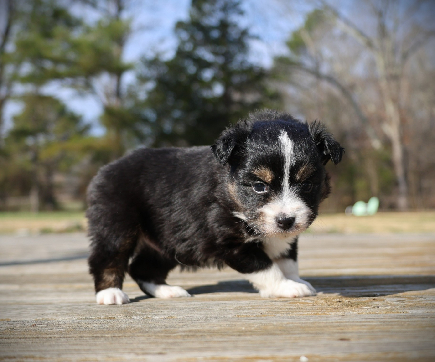 Pretty Baby Dog Australian Shepherd. Stock Photo - Image of friend, animal:  117522640, image size:1824x1518