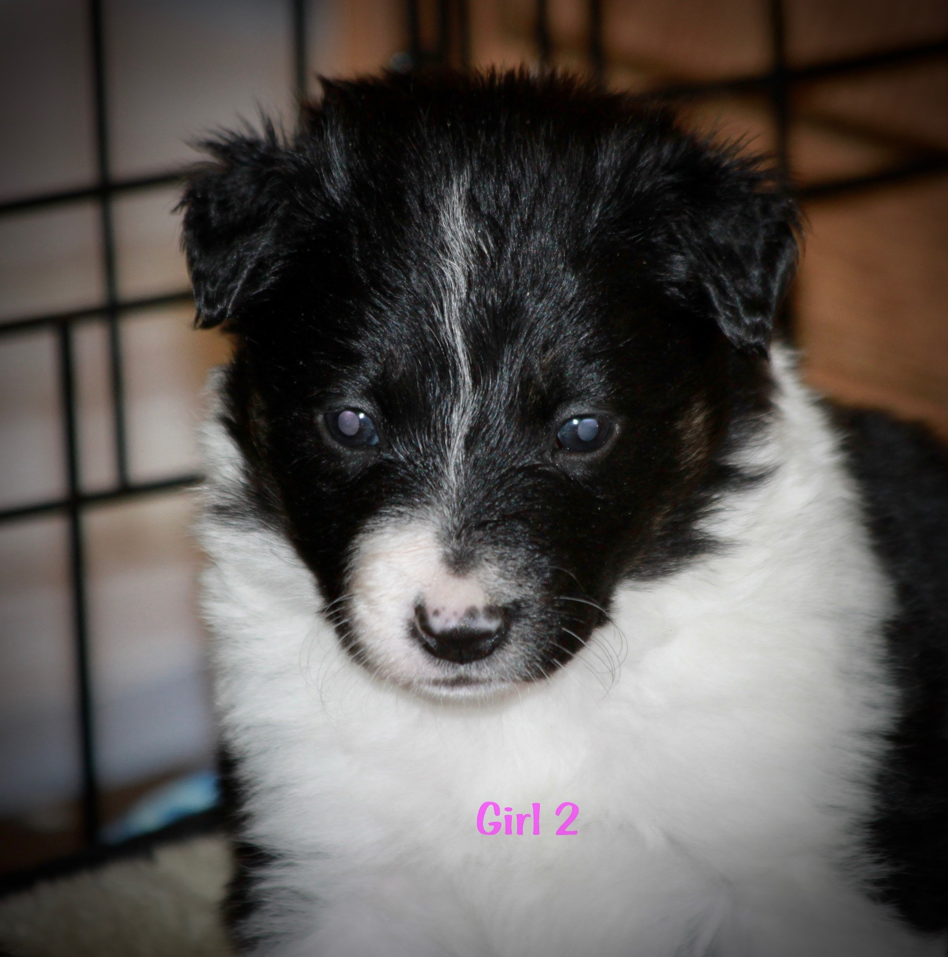 Canine Solutions - Border Collie Breeders - Puppies for ...