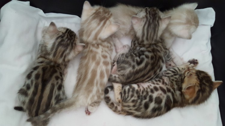 Bengal kittens for sale