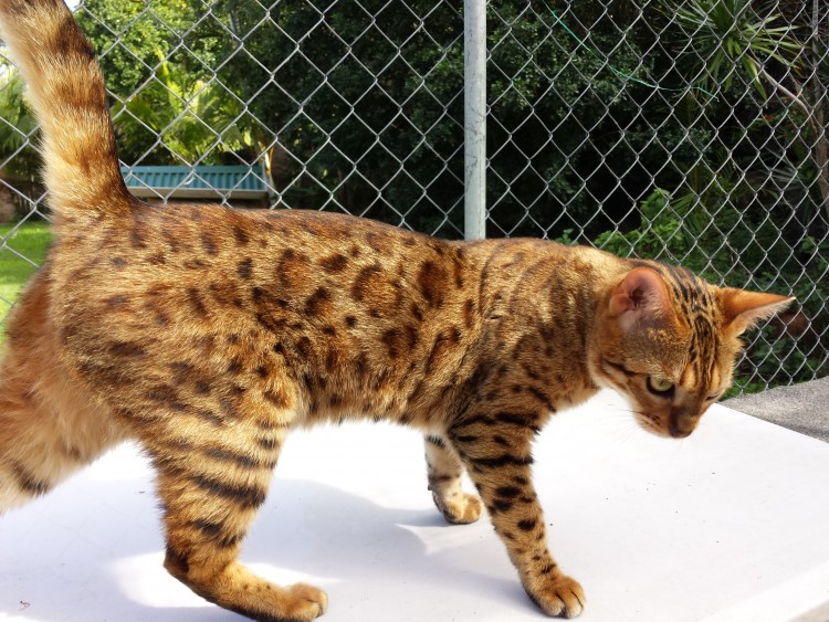 Kinglake Xanthe - Adult bengal cat available