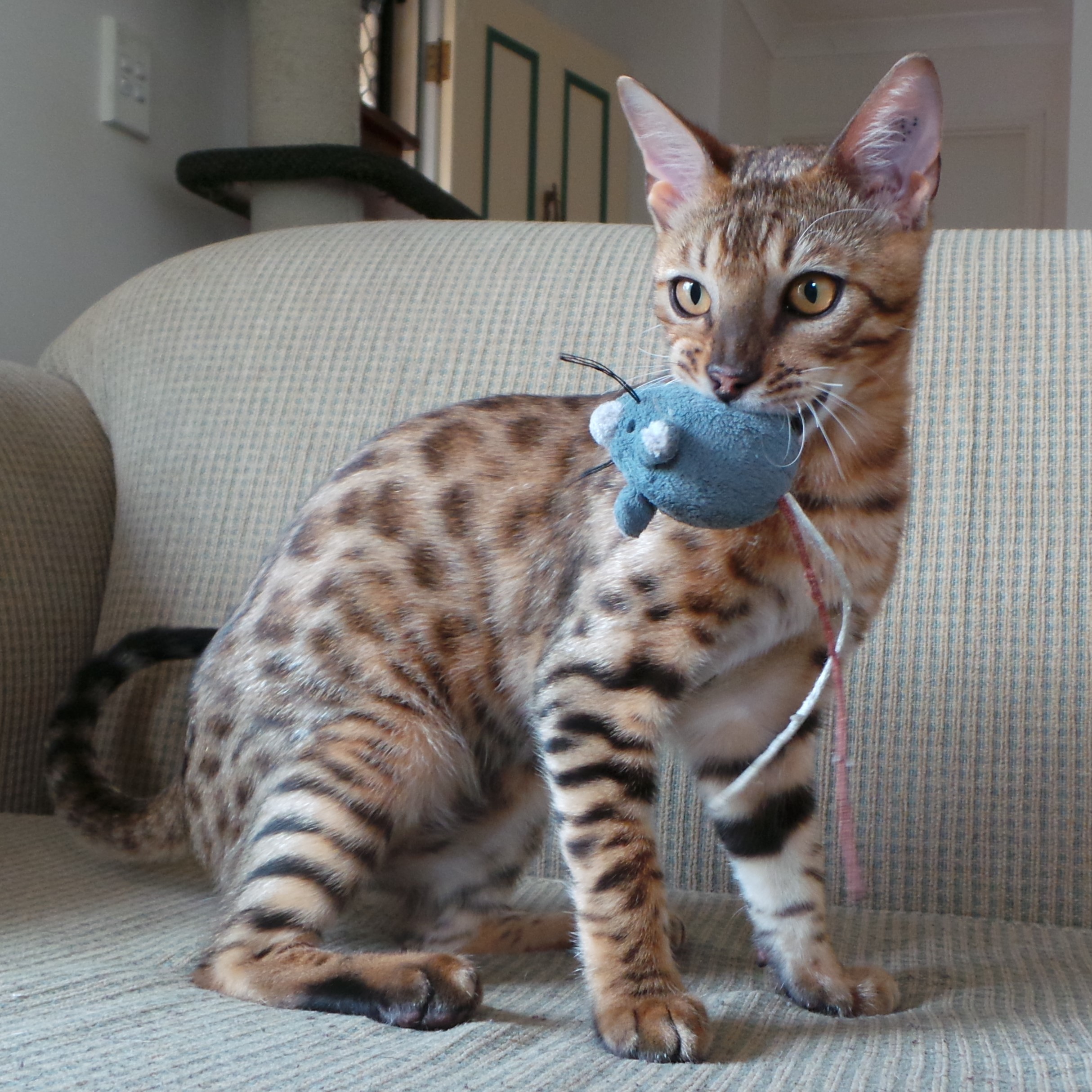 Retired bengal store cats for adoption