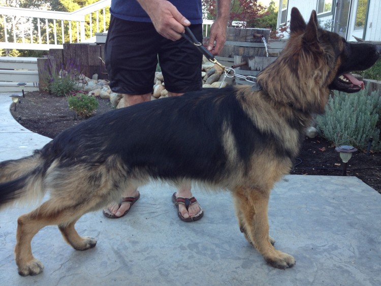 plush coat sable german shepherd