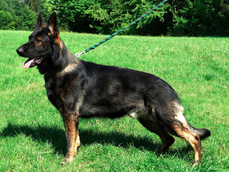 German shepherd stud store dog