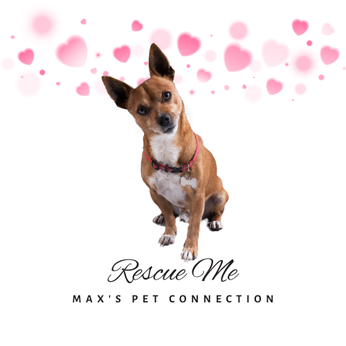 Rescue Me - Max's Pet Connection Rescue