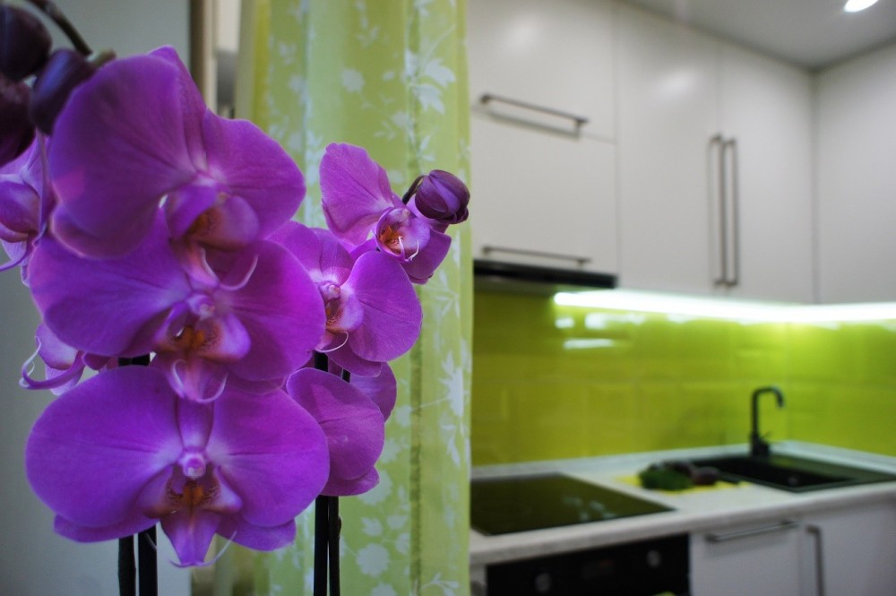 Орхидея на кухне