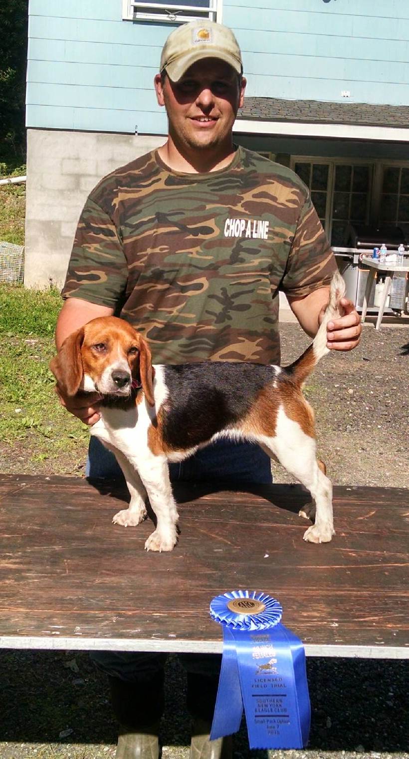 akc beagle field trial points