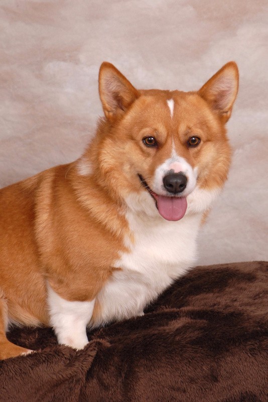 Certain creek hot sale corgis